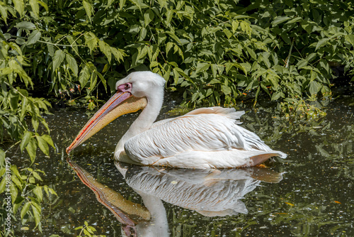 Great White Pelican  Pelecanus onocrotalus  on lake