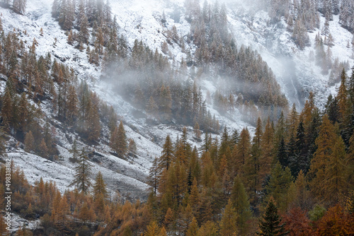 Autumn foliage.
Typically mountain autumn landscape with colored foliage, snow and foggy; Italy, Soana Valley. photo