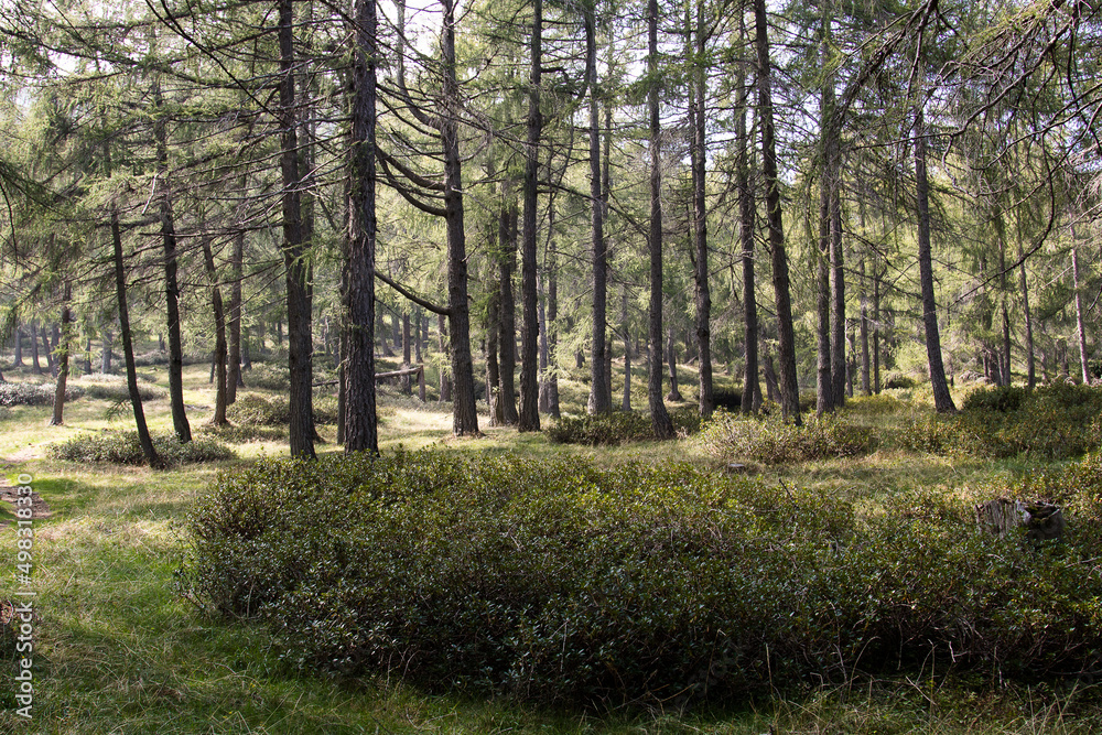 Woods.
A small portion of wood with characteristic undergrowth. Woods.
A small portion of wood with characteristic undergrowth.