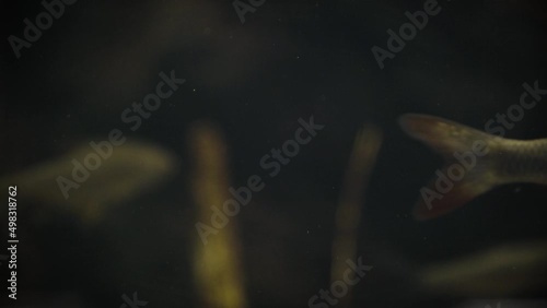 Common rudd (Scardinius erythrophthalmus), close-up in a dark underwater environment photo