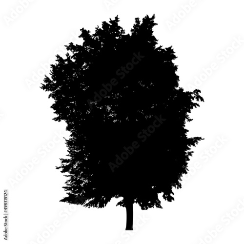 Silhouette of tree
