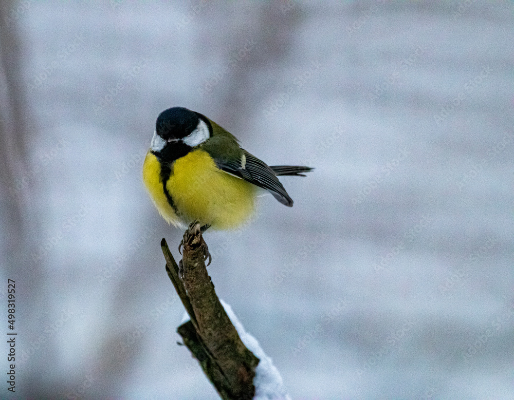 Naklejka premium Yellow titmouse on a branch