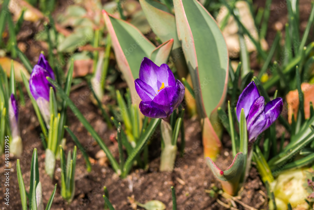 Woodland Crocus (Crocus tommasinianus) in garden Woodland Crocus (Crocus tommasinianus) in garden