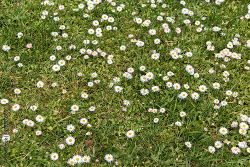 Perennial daisies on a green meadow. Species of the genus Daisy of the Asteraceae family is a perennial herbaceous plant. Cultivated as an ornamental flowering plant.