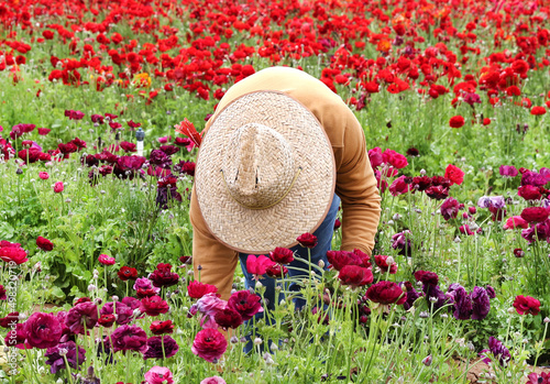 farmer picking flowers