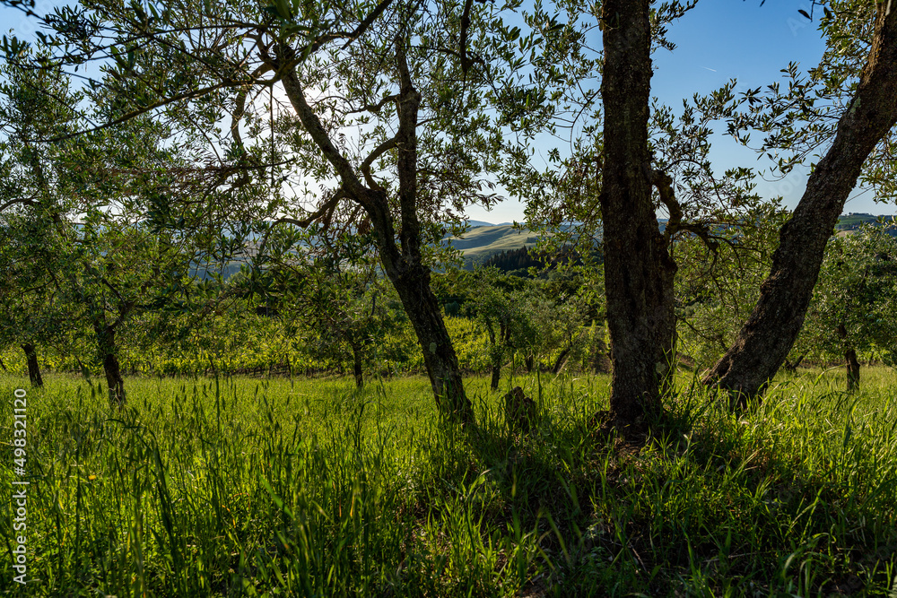 beautiful mornings on countryside of Tuscany, Italy, no people, blue sky beautiful mornings on countryside of Tuscany, Italy, no people, blue sky