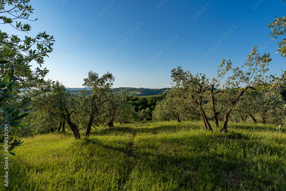 beautiful mornings on countryside of Tuscany, Italy, no people, blue sky