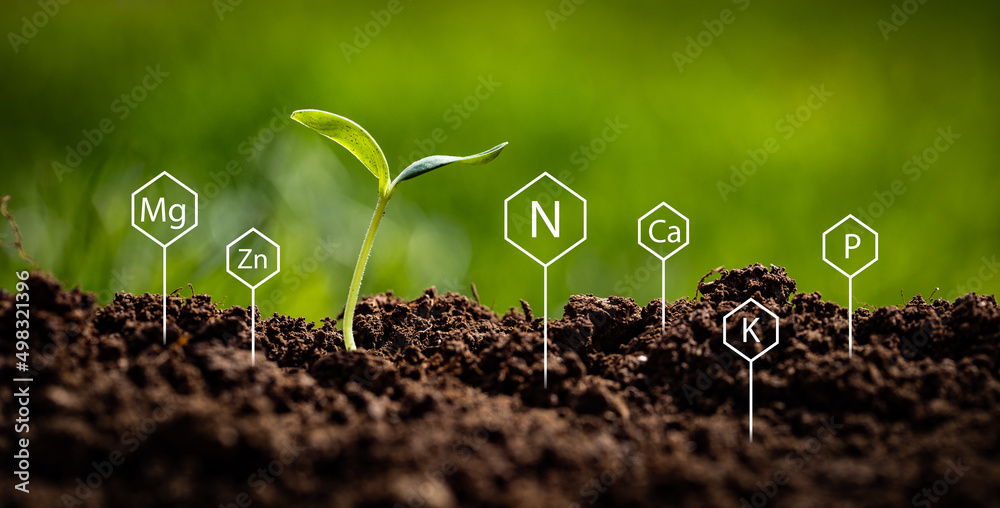Representing soil chemistry with symbols of Nitrogen, Potassium, Phosphorus, Calcium, Magnesium and Zinc sticking out of the ground next to growing young plant - obrazy, fototapety, plakaty 