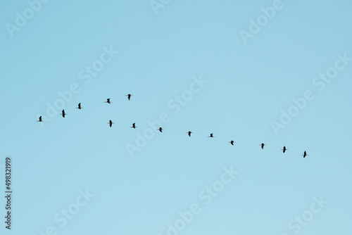 flock of birds migration in the shape of an arrow. Ornithology and leadership concept
