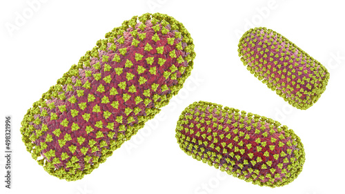 Rabies viruses, 3D illustration photo