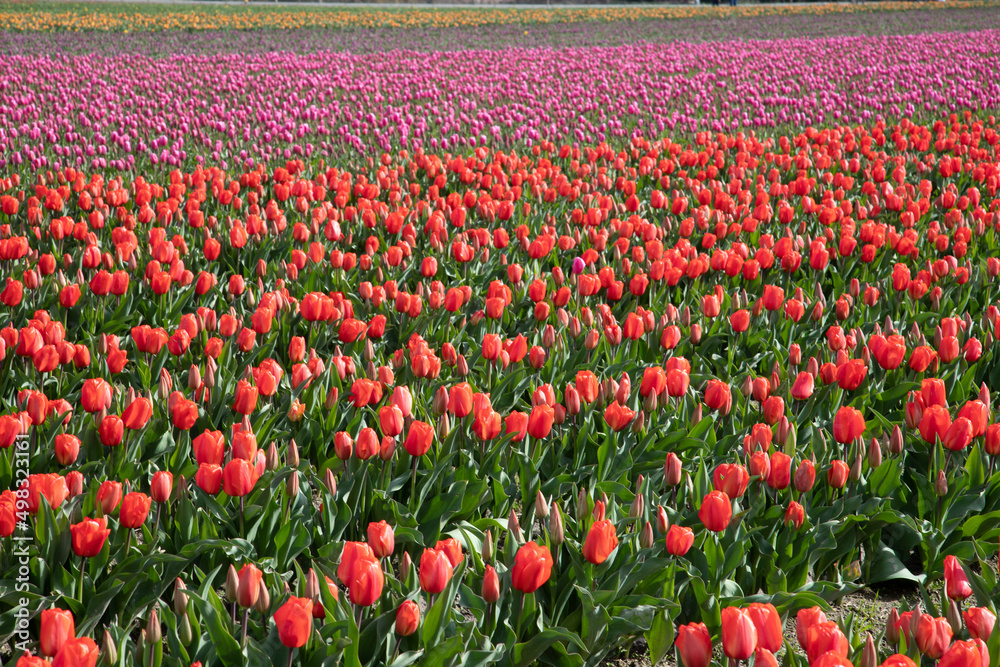 Tulip Fields in Washington, USA