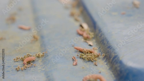 A close up of oak tree catkins and pollen grains covering the top of a trash can being blown around by the breeze. photo