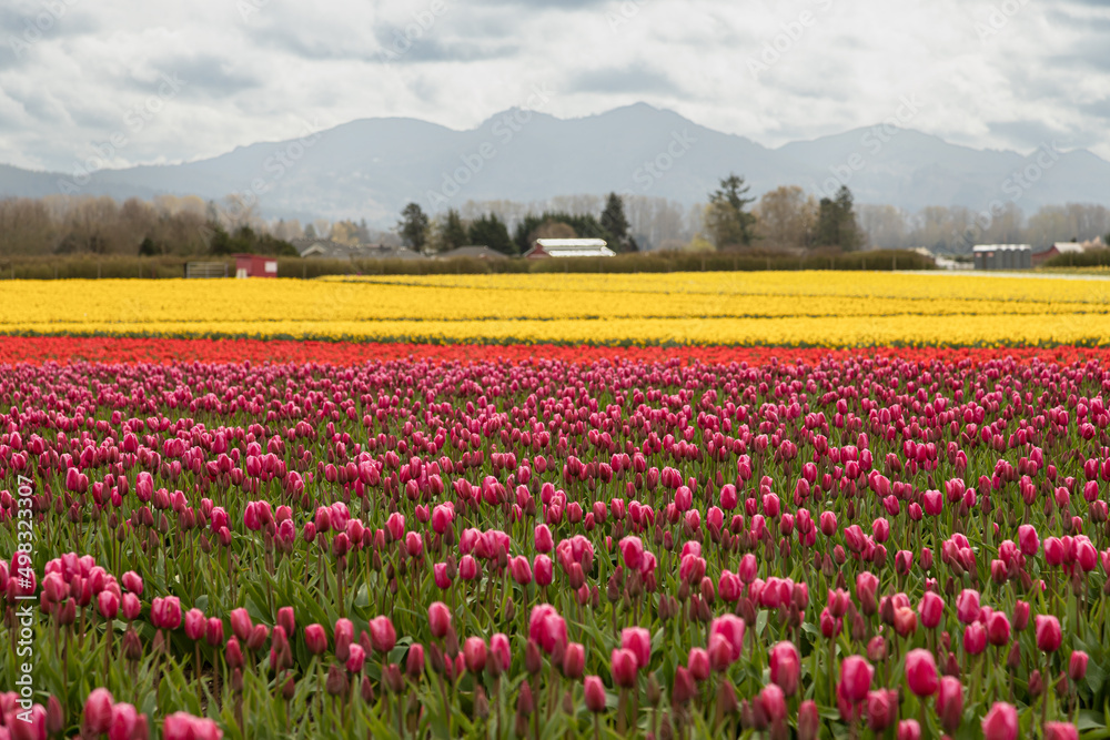 Tulip Fields in Washington, USA