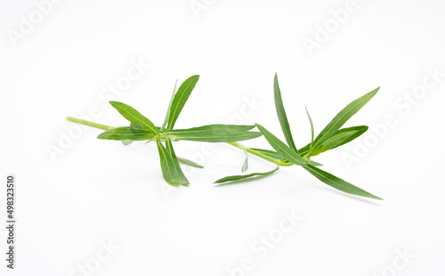 green vegetable leaf isolate on white background