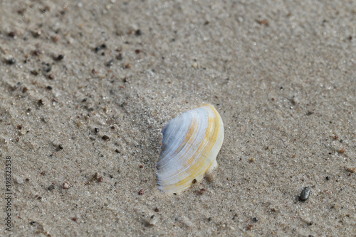 Białe muszle na morskim piasku. Jasny kolor muszli odcina się od ciemniejszego piasku. Makro, burza piaskowa, close-up, rozmyte tło, bokeh