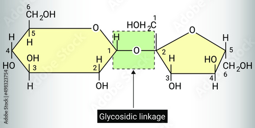 glycosidic linkage in sucrose reaction photo