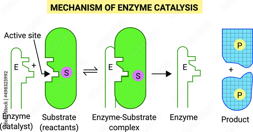 Mechanism of enzyme catalysis Stock Vector Adobe Stock