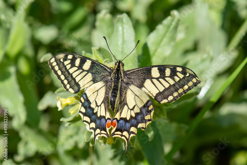 Papilionidae / Kırlangıçkuyruk / Swallowtail / Papilio machaon © Yasin