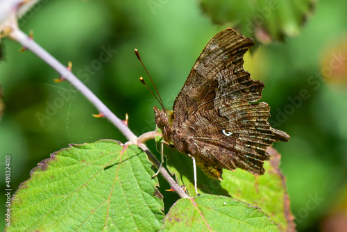 Nymphalidae / Yırtık Pırtık / Comma Butterfly / Polygonia c-album © Yasin