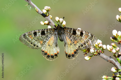 Papilionidae / Yalancı Apollo / False Apollo / Archon apollinus photo