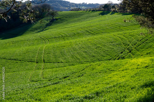 green wheat field on the hills of Pesaro Marche Italy