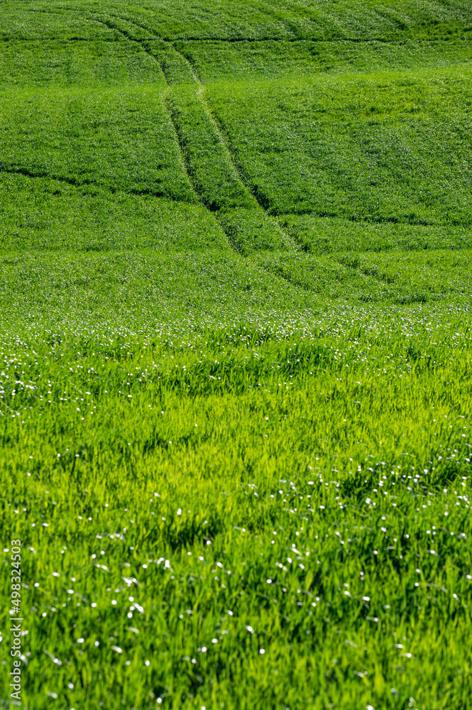 green wheat field on the hills of Pesaro Marche Italy green wheat field on the hills of Pesaro Marche Italy