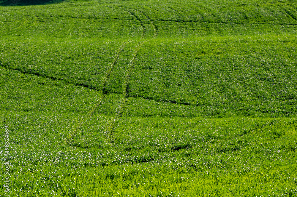 green wheat field on the hills of Pesaro Marche Italy green wheat field on the hills of Pesaro Marche Italy