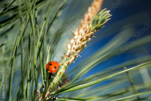 little ladybug rests peacefully on a maritime pine branch © cristian