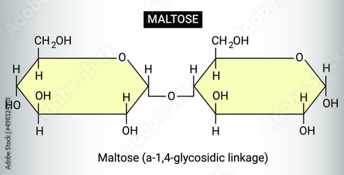 Structure of Maltose