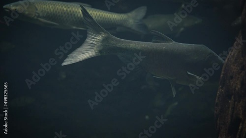 Silver carp (Hypophthalmichthys molitrix) swimming slowly in a dark underwater environment with grass carps (Ctenopharyngodon idella) in the background photo