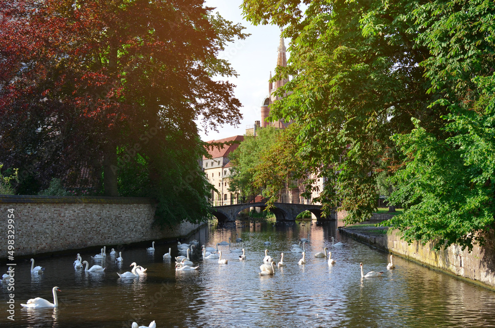 Fototapeta premium Beautiful white swans swimming in city canal on sunny day