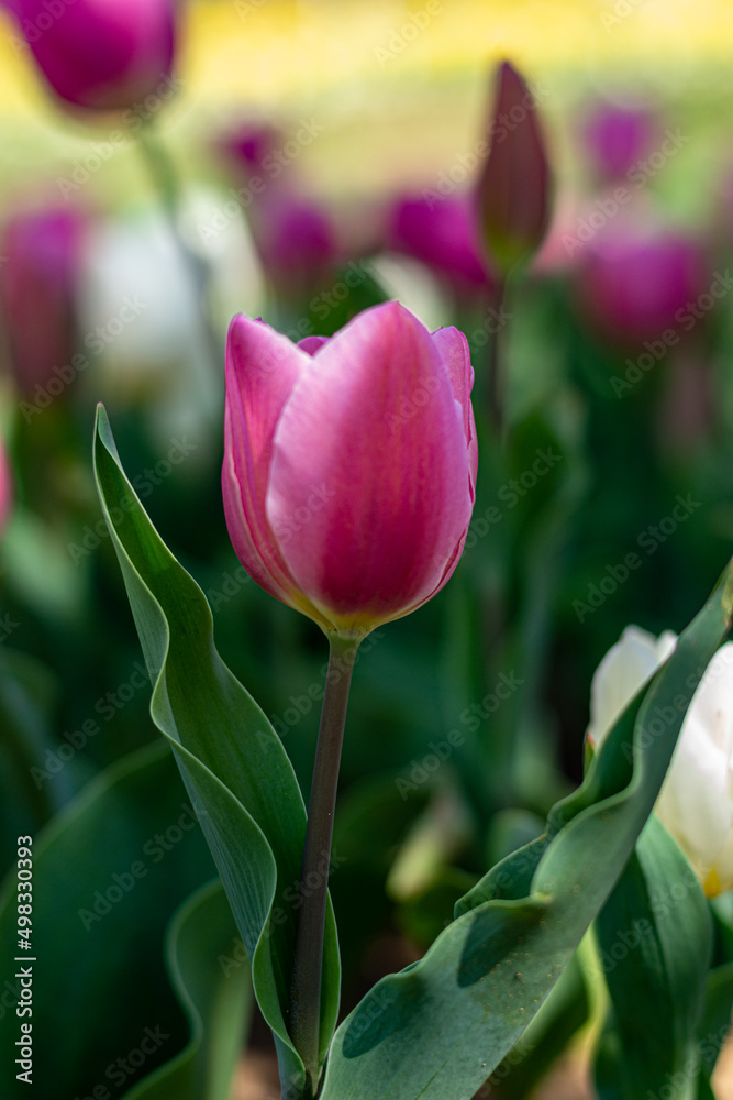 Naklejka premium pink tulips in garden