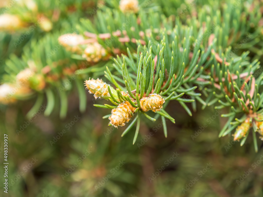 Fir branches with fresh shoots in spring. Fir branches with fresh shoots in spring.