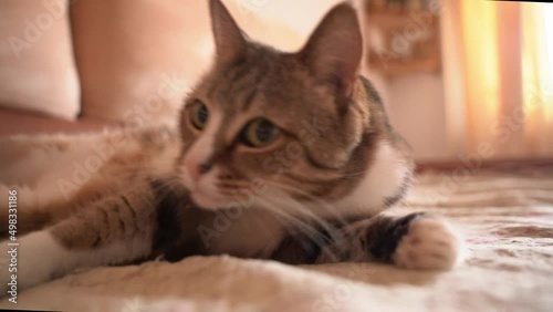 Close-up of the cat on the bed turns to the camera, resting in safety and comfort. High quality 4k footage