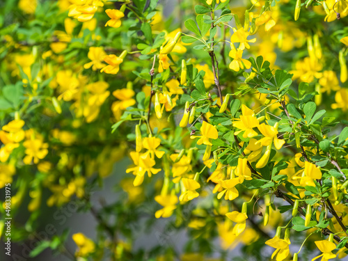 Acacia tree branch with green leaves and yellow flowers. Blooming Caragana Arborescens, R1X00140-Edit.jpg photo