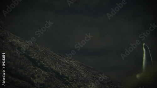 Starry sturgeon (Acipenser stellatus) and Russian sturgeon (Acipenser gueldenstaedtii), young sturgeon fish swimming past in a dark underwater environment photo