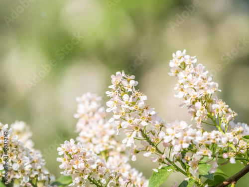 White flowers blooming bird cherry. Close-up of a Flowering Prunus padus Tree with White Little Blossoms