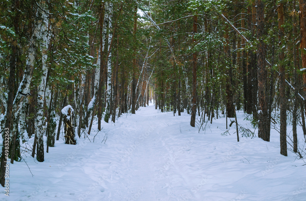 Naklejka premium Thicket of mixed winter forest under snow