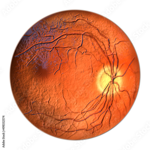 Normal eye retina, 3D illustration