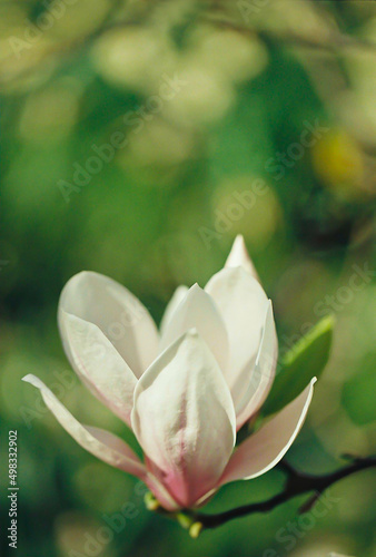 Fine art. Scanned film image of magnolia flowers in springtime on a blurred background and bokeh.Subject is out of focus and grainy texture and noise on all image surface.Film old lens.Airy atmosphere