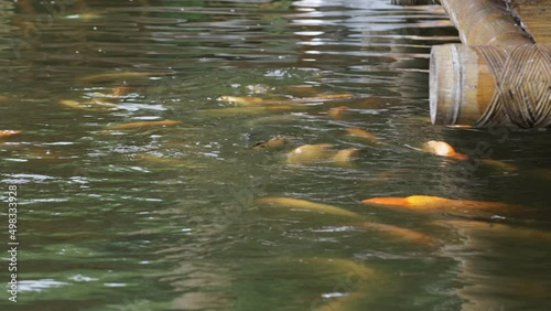 Freshwater goldfish (Cyprinus carpio) in beautiful clean pounds. A group of goldfish swimming in clear water. Underwater photography on the lake. Wild animals. Goldfish in natural habitat. photo