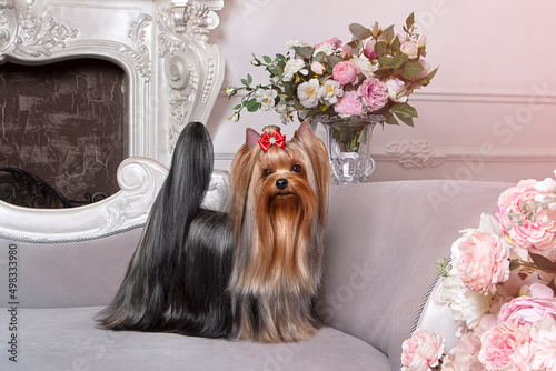 a Yorkshire terrier dog on a sofa surrounded by pink flowers