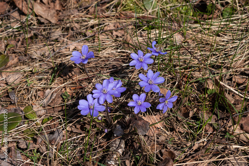 The first spring forest flowers are blue snowdrops, touching and tender against the background of leaves, grass and moss. The Latin name is Hep?tica. photo