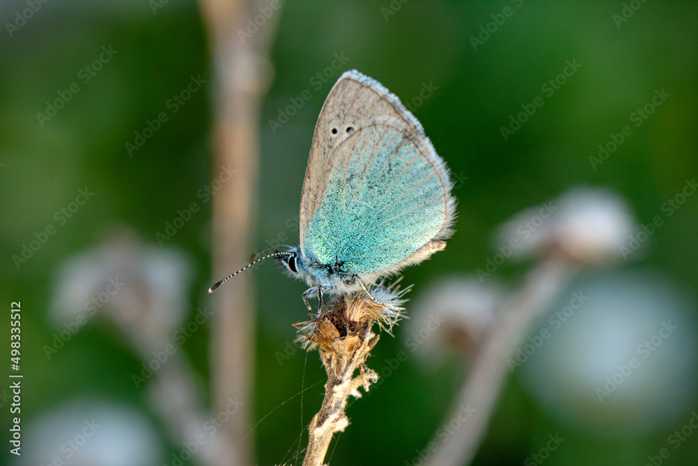 Obraz premium Macro shots, Beautiful nature scene. Closeup beautiful butterfly sitting on the flower in a summer garden.