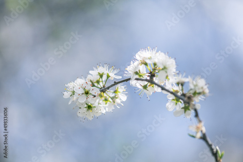 hawthorn or may tree flowers