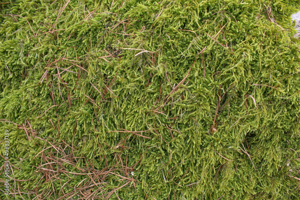 Green moss on the surface. Texture background. Green moss on the surface. Texture background.