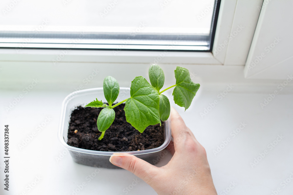 cucumber seedlings grown at home on the windowsill