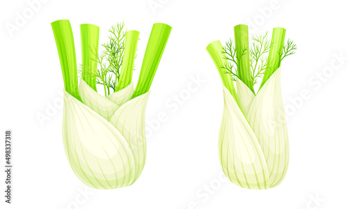 Fresh fennel bulbs set. Swollen roots vector illustration