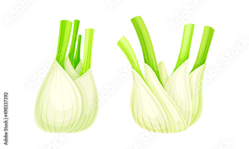 Florence fennel or finocchio bulbs set vector illustration