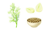 Florence fennel or finocchio flowering herbal plant, bulbs and seeds set vector illustration